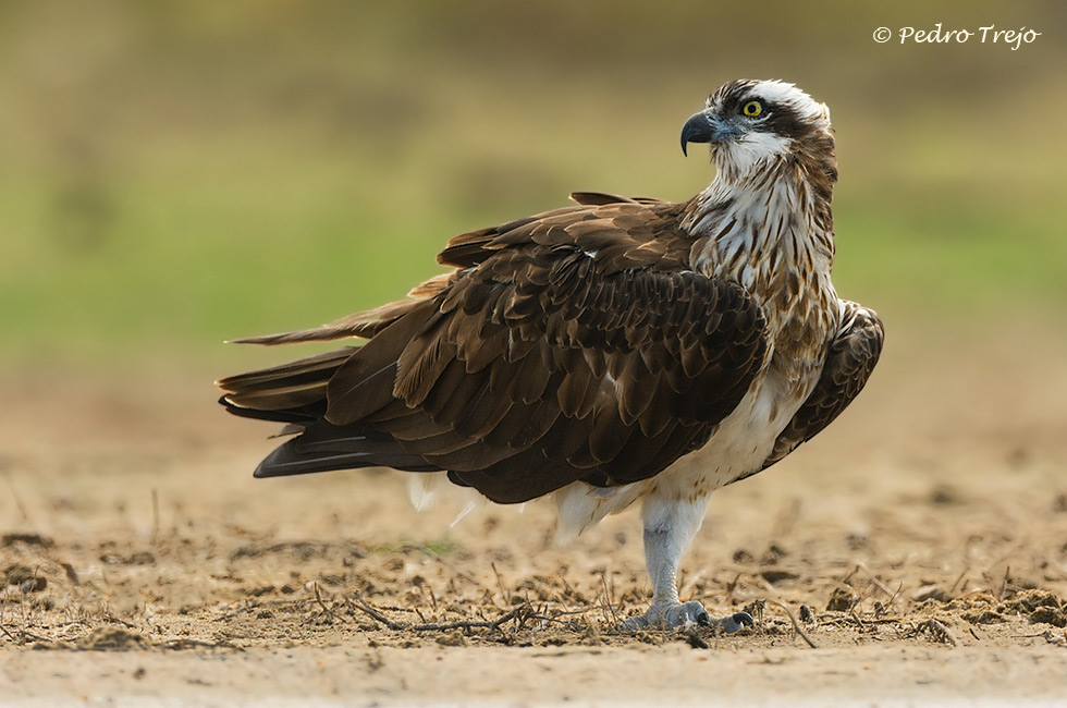 Aguila pescadora (Pandion haliaetus)